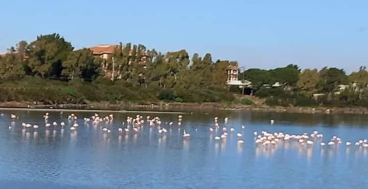 Sant' Antonio di SantadiTurismo Rurale Pertunghe别墅 外观 照片
